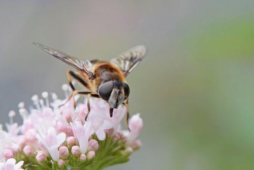 Réf. 262 150 : Eristalis rupium